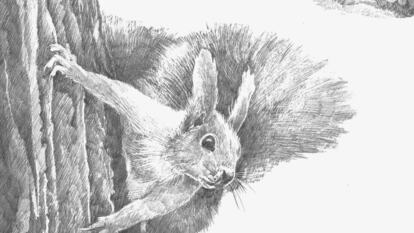 Pencil drawing of a squirrel clinging to a tree.