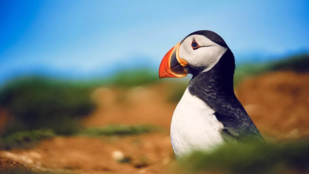 An image of a Puffin bird