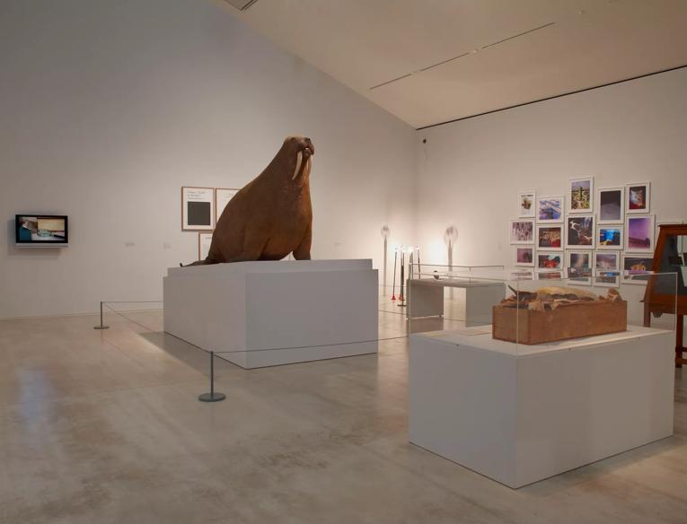 Installation View of Curiosity: Art and the Pleasures of Knowing Exhibition