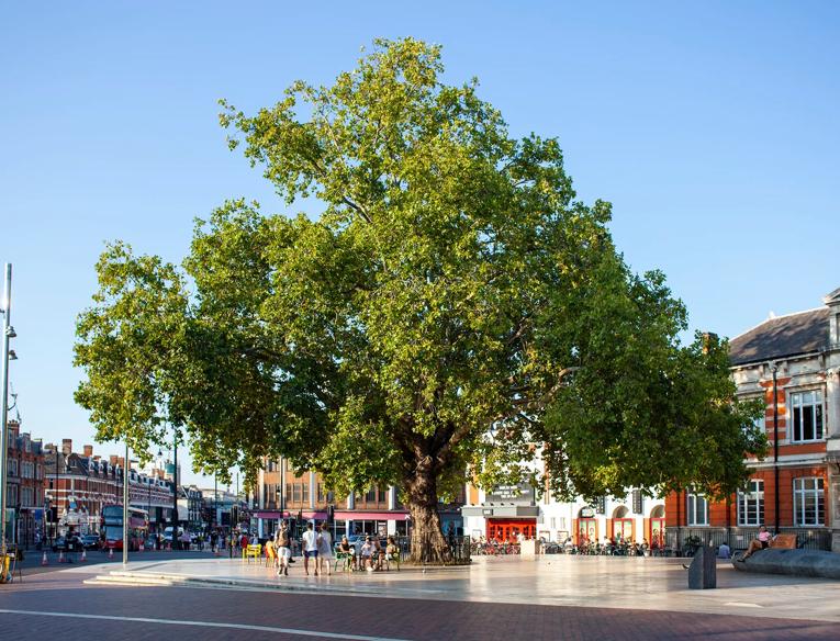 A landmark 19th century London plane tree in Windrush Square, Brixton