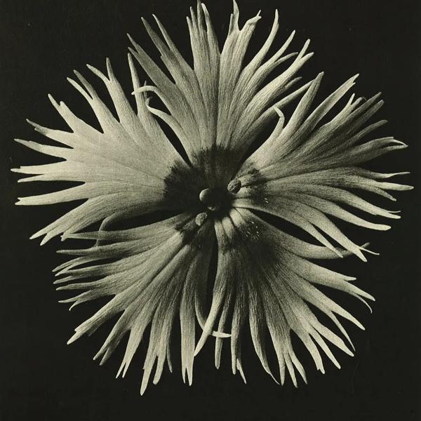 Photograph of Dahlia by artist, Karl Blossfeldt