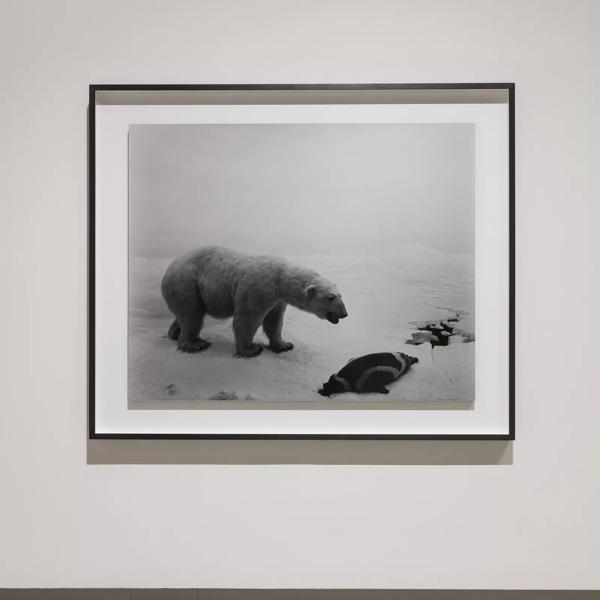 Installation view of Hiroshi Sugimoto, Polar Bear, 1976.