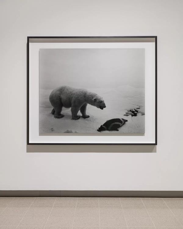 Installation view of Hiroshi Sugimoto, Polar Bear, 1976.