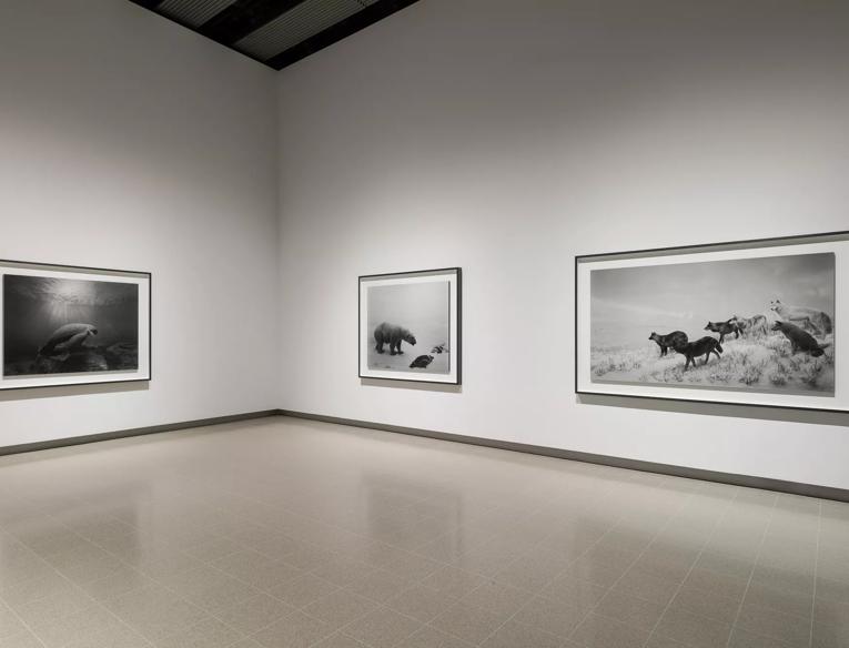 Three black and white photographs of Hiroshi Sugimoto's Dioramas series